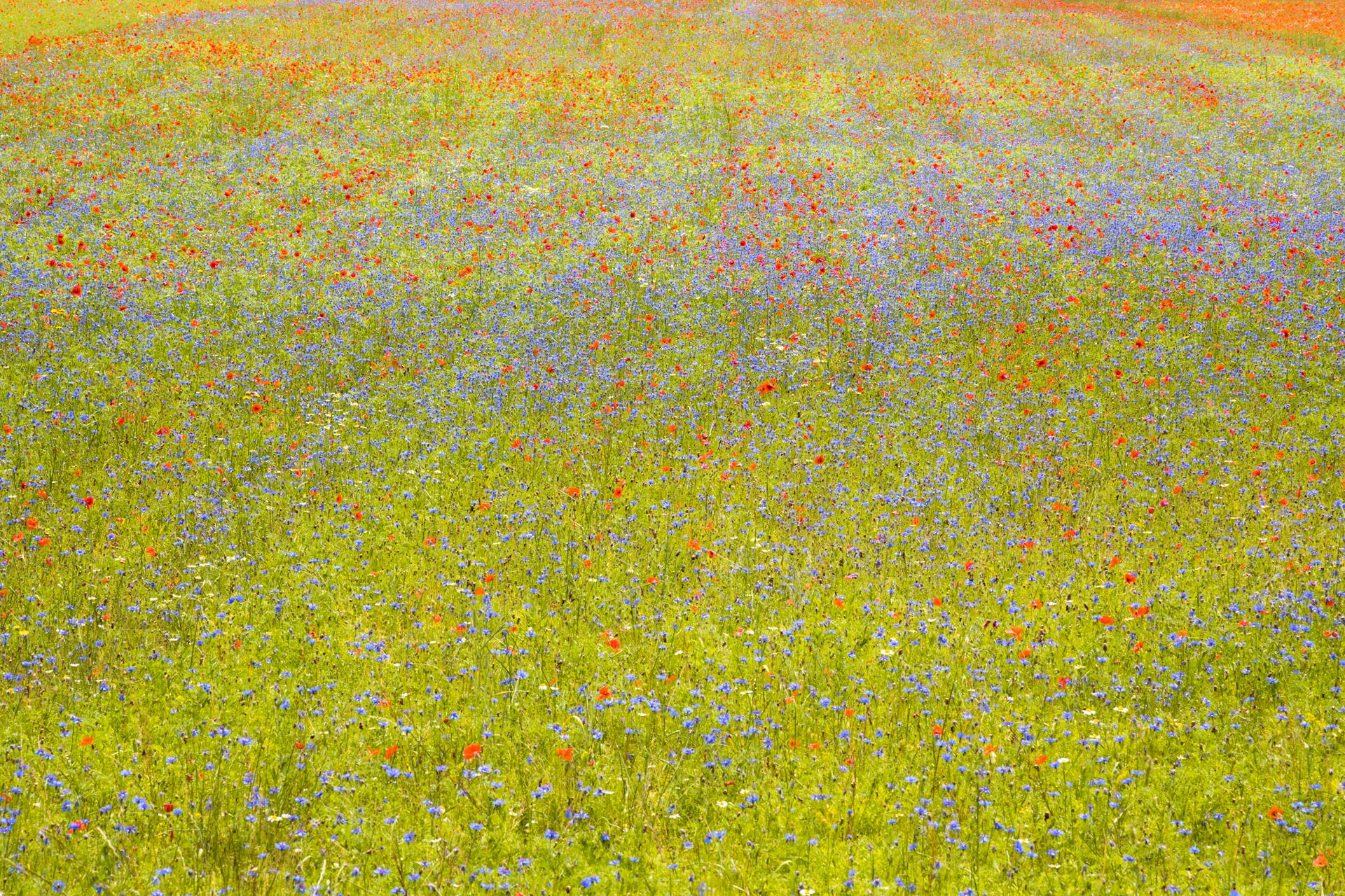 contatti colfiorito. Vendiamo e coltiviamo lenticchie, patate rosse di colfiorito, ceci, roveja, cicerchia